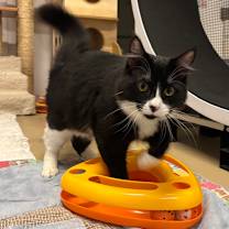 Thumbnail photo of Tig #2