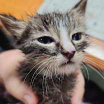 Thumbnail photo of Forklore - 101504T #1