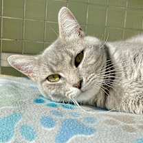 Thumbnail photo of Allure #1