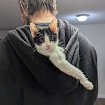 Thumbnail photo of Apocalypse #1