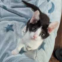 Thumbnail photo of Apocalypse #4