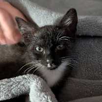 Thumbnail photo of Morticia #2