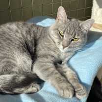 Thumbnail photo of Allure #4