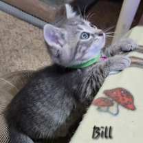Thumbnail photo of Bill #2
