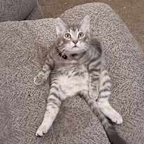 Thumbnail photo of Bill #4