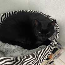 Thumbnail photo of Little Babies #4