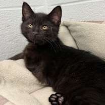 Thumbnail photo of Pepperoni #1