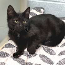 Thumbnail photo of Basil #1