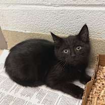 Thumbnail photo of Anchovy #3