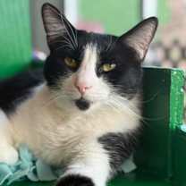 Thumbnail photo of Tanjiro #1