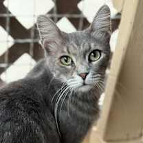 Thumbnail photo of Kruna #1