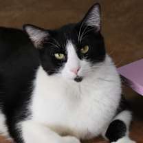 Thumbnail photo of Tanjiro #2