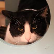 Thumbnail photo of Tanjiro #3