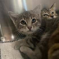 Thumbnail photo of Juubi #3