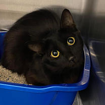 Thumbnail photo of Bublz #4