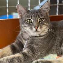 Thumbnail photo of Juubi #4