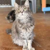 Thumbnail photo of Kruna #4