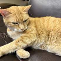 Thumbnail photo of Shamona #1