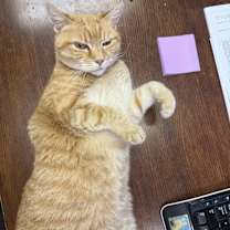 Thumbnail photo of Shamona #2