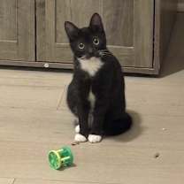 Thumbnail photo of Ducky #3