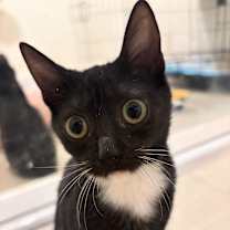 Thumbnail photo of Ducky #4