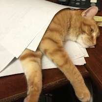 Thumbnail photo of Shamona #3