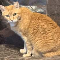 Thumbnail photo of Shamona #4