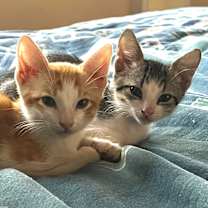 Thumbnail photo of Cinnabon Delight #2