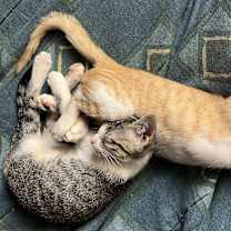 Thumbnail photo of Cinnabon Delight #3