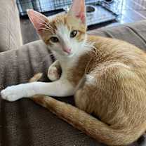 Thumbnail photo of Crunchwrap Supreme #1