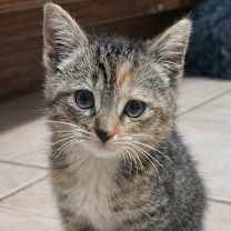 Thumbnail photo of Blue and Delta #2