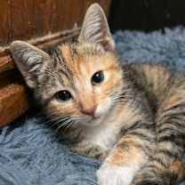 Thumbnail photo of Blue and Delta #3