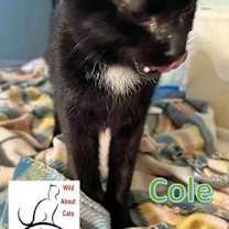 Thumbnail photo of Cole #2