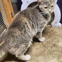 Thumbnail photo of Chowder #1