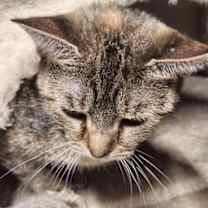 Thumbnail photo of Chowder #3