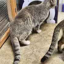 Thumbnail photo of Chowder #4