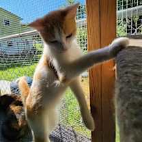 Thumbnail photo of Jellybean #4