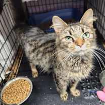 Thumbnail photo of Irene #3