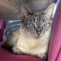 Thumbnail photo of Pearl #1