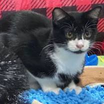 Thumbnail photo of Mica #1