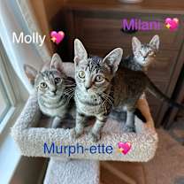 Thumbnail photo of Milani #2