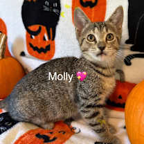 Thumbnail photo of Molly #2