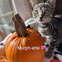 Thumbnail photo of Murphette #2