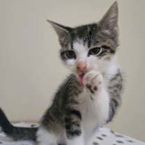 Thumbnail photo of JJ #3