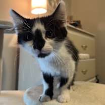 Thumbnail photo of Isabelle (adopt with Farrah) #2