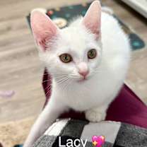 Thumbnail photo of Lacy #2