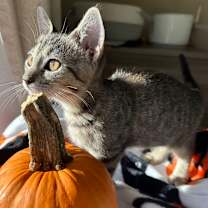 Thumbnail photo of Molly #3