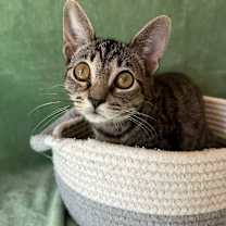 Thumbnail photo of Murphette #3