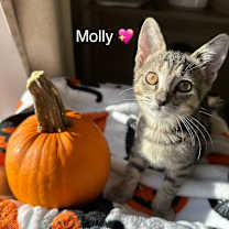 Thumbnail photo of Molly #4