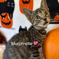 Thumbnail photo of Murphette #4